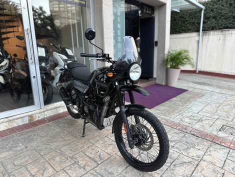 REGAL RAPTOR HIMALAYAN